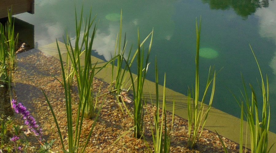 Natural Pools Wimborne