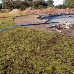 Natural Swimming Pool at Highclere Castle